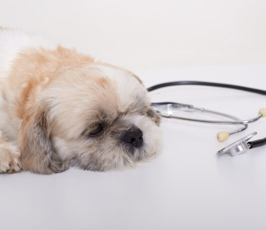 Is the Highly Pathogenic Avian Influenza a Threat to Pets?